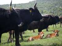 Τον Μάρτιο ορίστηκε η υποβολή τροποιητικών για το πρόγραμμα των σπάνιων φυλών αγροτικών ζώων