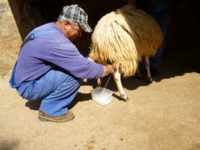 Και κτηνοτρόφοι στις ομάδες εμβολιασμού για την εποχική γρίπη  