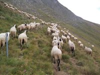 Εξισωτική του 2013 και 2014: Μετά από απόφαση του Δικαστηρίου της Ευρωπαϊκής Ένωσης πιο κοντά στη λύση για τους  κτηνοτρόφους  της Χώρας μας