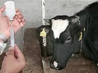 Επίσπευση εμβολιασμού βοοειδών για την οζώδη δερματίτιδα