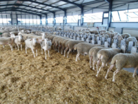 Έως  31/1/2021 διορθώσεις για τη συνδεδεμένη στα αιγοπρόβατα έτους 2020