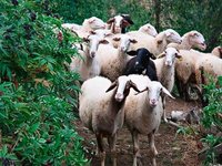 Μέχρι τέλος του μήνα αιτήματα κτηνοτρόφων για ανακατανομή βοσκοτόπων