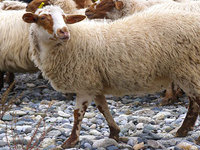 ΟΠΕΚΕΠΕ: Πιστώθηκαν οι ενισχύσεις de minimis στους κτηνοτρόφους