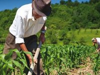 Δεν κόβεται η σύνταξη ενεργών αγροτών με μεταβατική περίοδο μέχρι το 2025