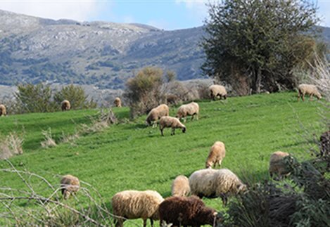 ΟΠΕΚΕΠΕ: Από σήμερα οι ενστάσεις για την εξισωτική αποζημίωση – Η προθεσμία και η διαδικασία