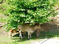 Παράταση προθεσμίας για την υποβολή των αιτήσεων μεταβίβασης δικαιωμάτων έτους 2016