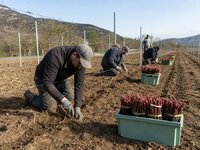 Έως 28 Ιουλίου αιτήσεις για Αναδιάρθρωση Αμπελώνων, έως 2.100 ευρώ/στρέμμα το πριμ