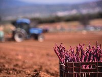Άνοιξαν οι αιτήσεις για τις άδειες φύτευσης αμπέλου του 2021