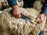 Αυστηρά μέτρα στην κουρά αιγοπροβάτων, για την αποφυγή μετάδοσης ζωονόσων