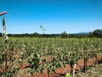 Ολοκληρωτική καταστροφή στις καλλιέργειες της Ζίτσας Ιωαννίνων από τη σφοδρή χαλαζόπτωση – Επείγουσα έκκληση για άμεσες αυτοψίες και αποζημιώσεις