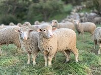 Απογραφή ζώων μέχρι 15 του μήνα για πληρωμή των Βιολογικών