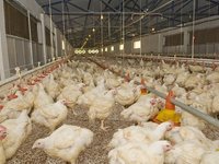 Οριστική λύση για τα κόκκινα δάνεια με την εγγύηση του Δημοσίου ζητούν οι πτηνοτρόφοι