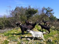 Σπάνιες Φυλές: Καταβάλλεται η 1η εκκαθάριση