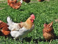 Δωρεάν πρόγραμμα κατάρτισης για την πτηνοτροφία