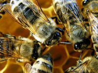 Στήριξη των Μελισσοκόμων 