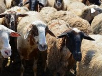 Απογραφή ζωικού κεφαλαίου: Λήγει η προθεσμία στις 15 Δεκεμβρίου  