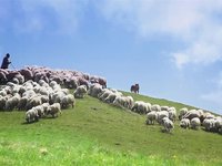Ποια ημέρα πληρώνονται Βιολογική Γεωργία και Βιολογική Κτηνοτροφία