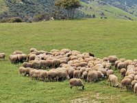 Έως 7 Οκτωβρίου δηλώσεις ένταξης εκτάσεων στα υπό εκπόνηση Διαχειριστικά Σχέδια Βόσκησης