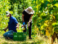 Η ZOINOS WINERY,υπενθυμίζει στους αμπελουργούς ότι υποχρεούνται μετά πέρας του τρύγου να υποβάλλουν Δήλωση Συγκομιδής